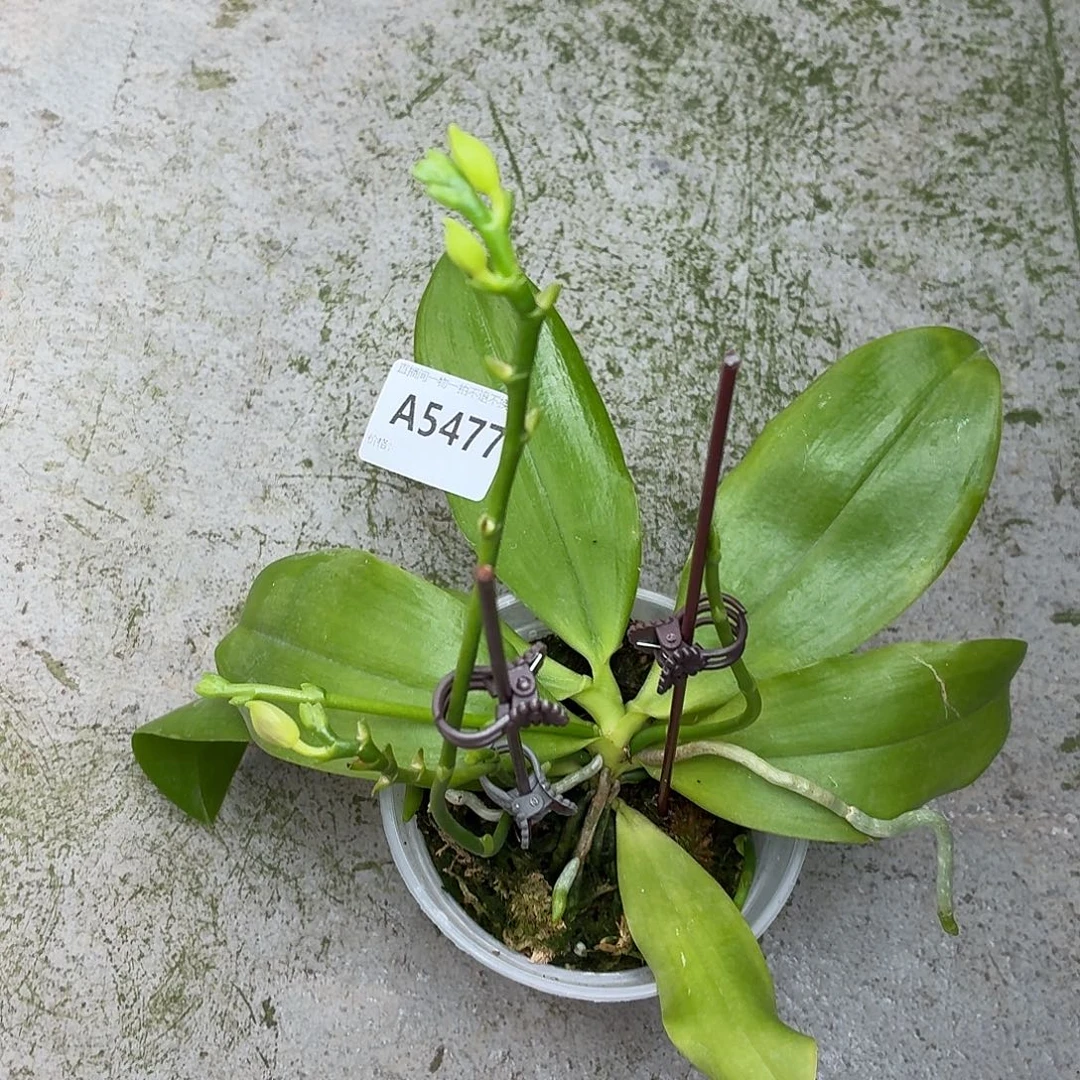 当前无花朵，栽培后可花朵A5477紫玫瑰交雅风哥哥六花剑