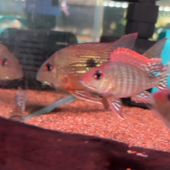 慈鲷鱼竞拍13厘米黄金布拉查1只