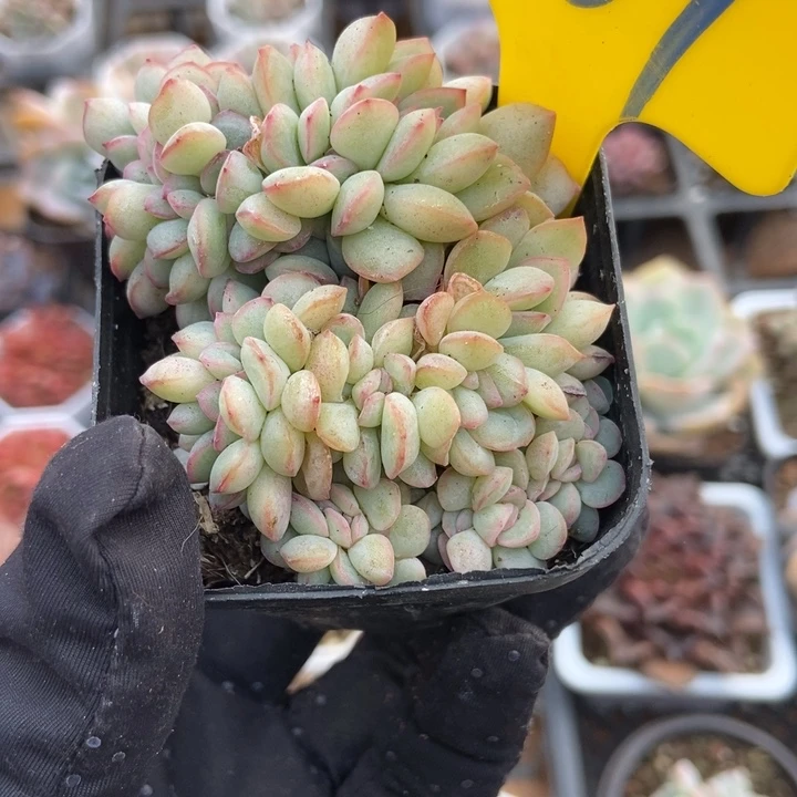 867荷花缀多肉植物保护