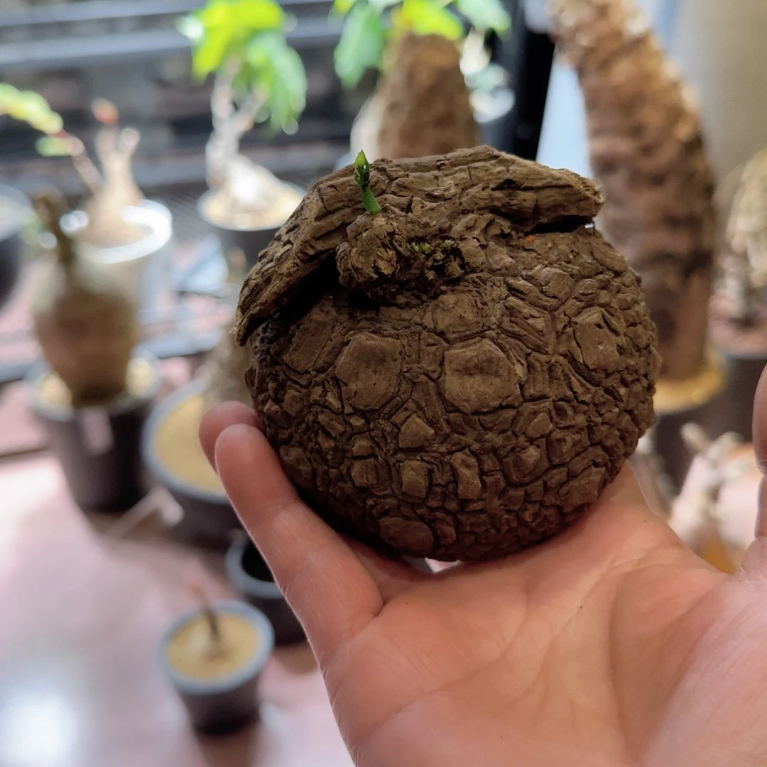 山乌龟盆栽植物植物