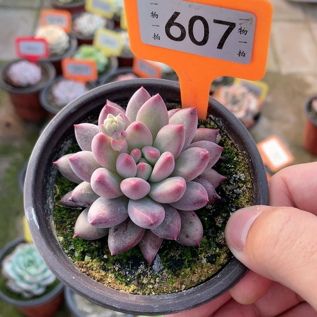 【闪购商品】607号