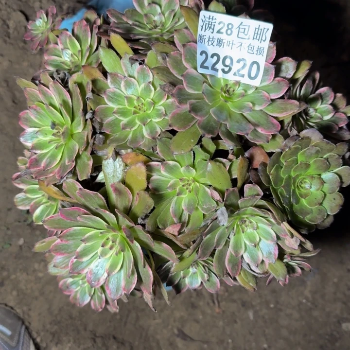 22920紫霞多肉植物