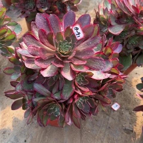 19-91粉花妖多肉植物