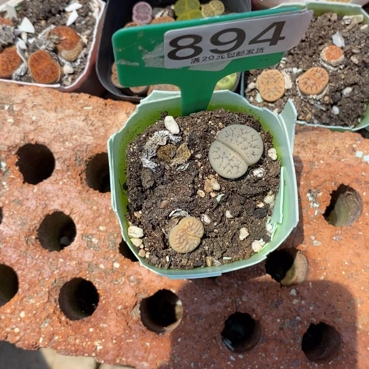 L***京生石花等植物的生长894