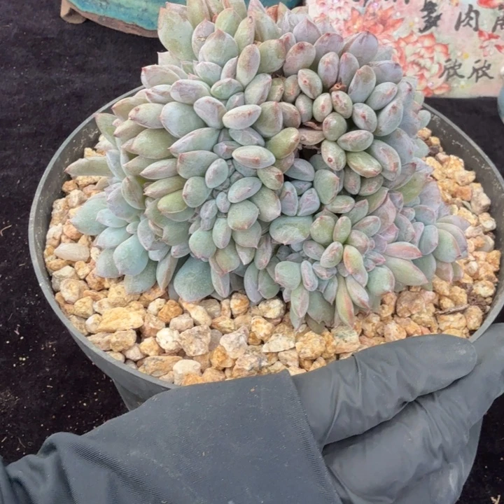 懿***贝 12厘米左右一物一拍的