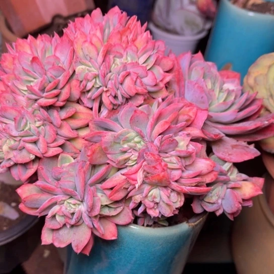 H*7多肉植物的植物