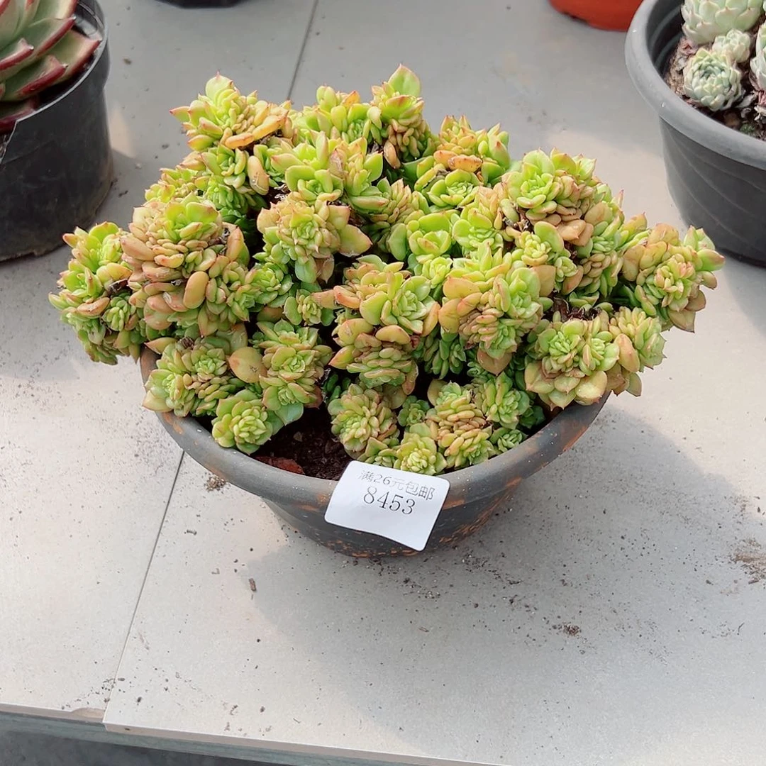 D***28453腊牡丹多肉植物