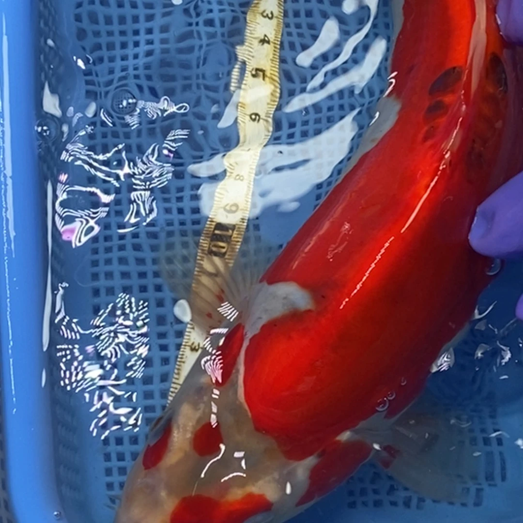 锦鲤冷水锦鲤包邮