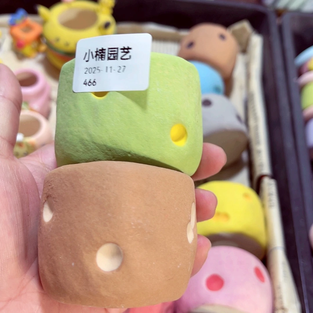 稻***米466号带盆包邮发货