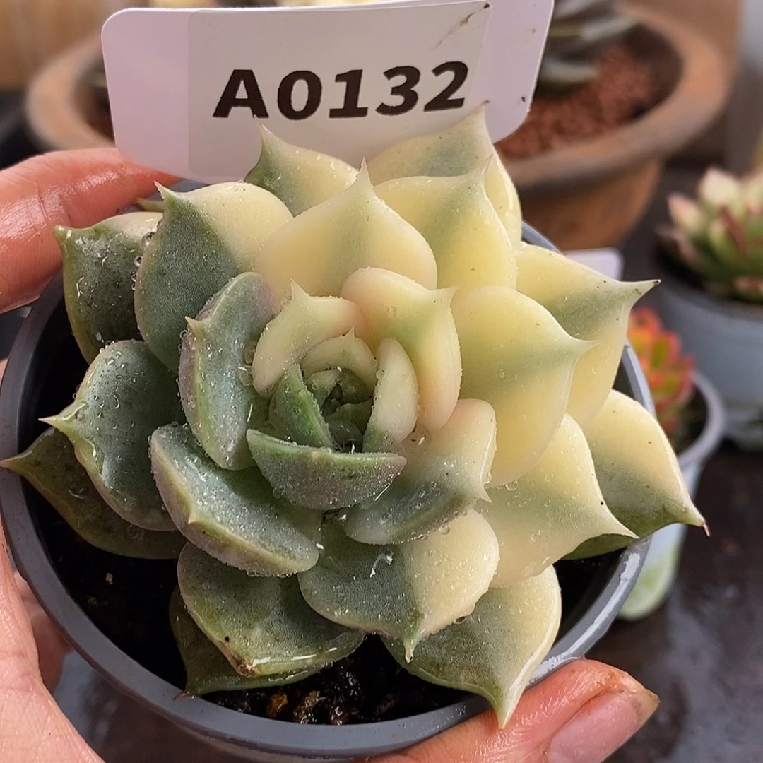 132贝加尔湖哈哈哈哈哈