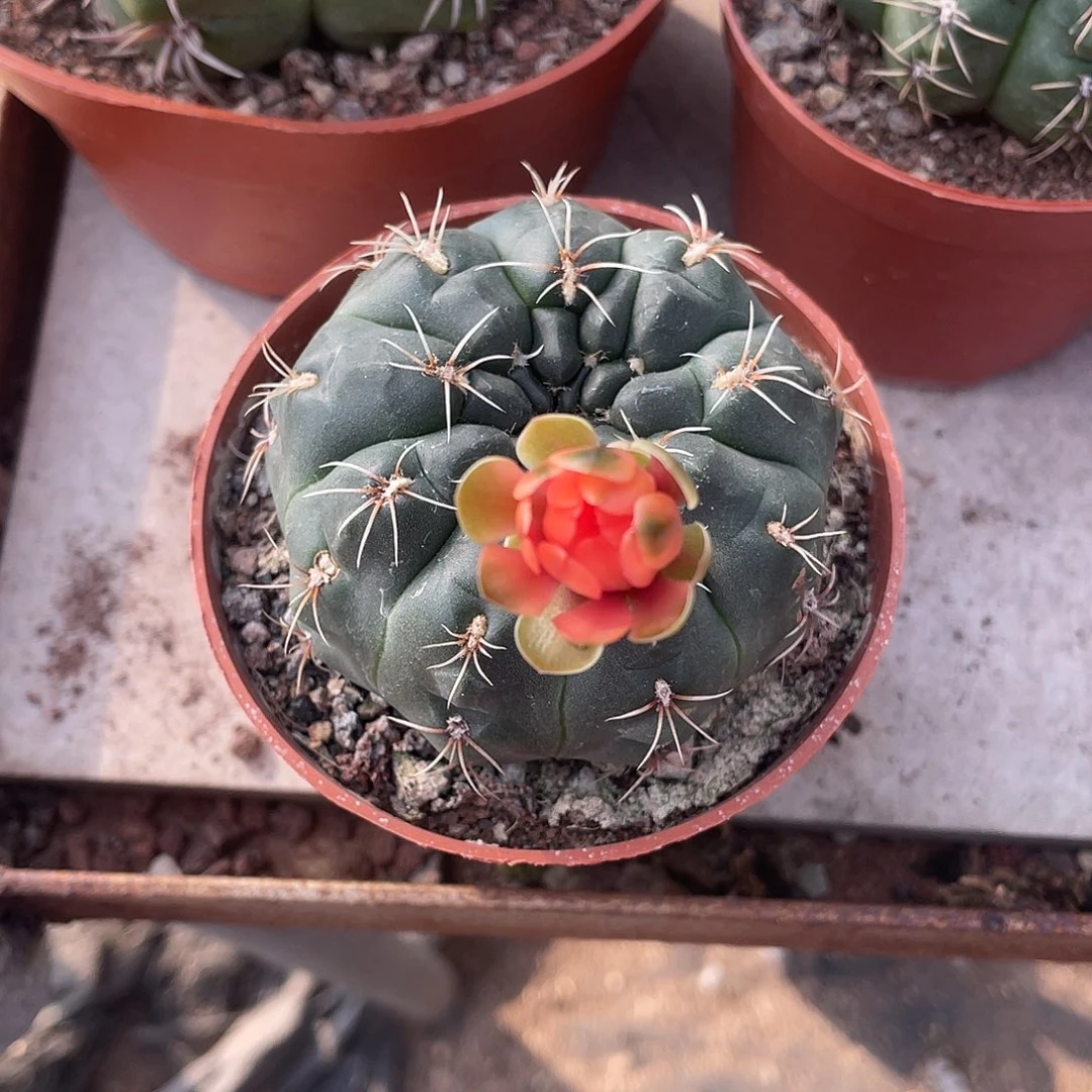 快****仙人球实生非花玉