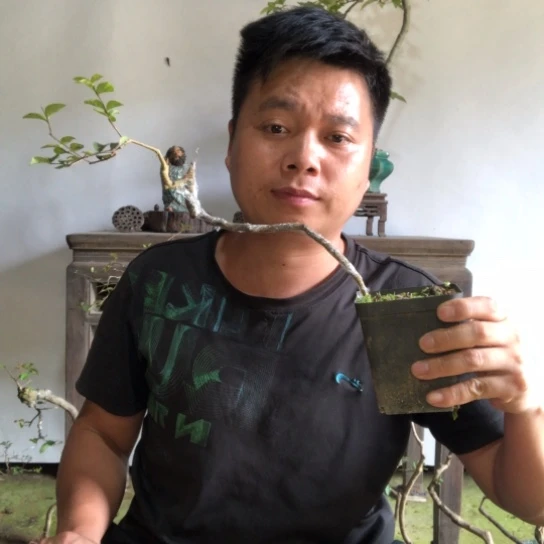 无花朵盆景盆栽植物（不包成活率）