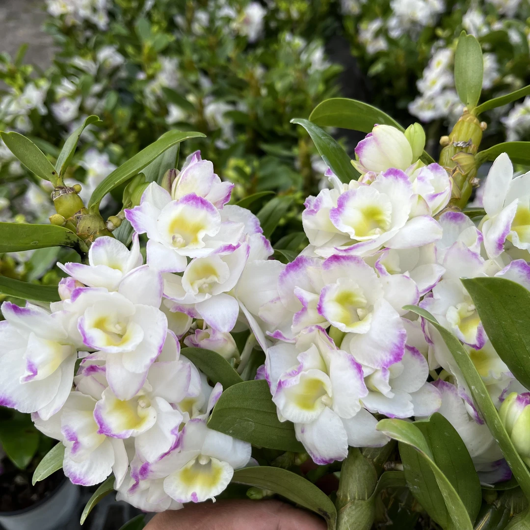 4-6杆石斛兰雪山翡香水香兰三色春石斛老桩室内观赏花卉云南石斛