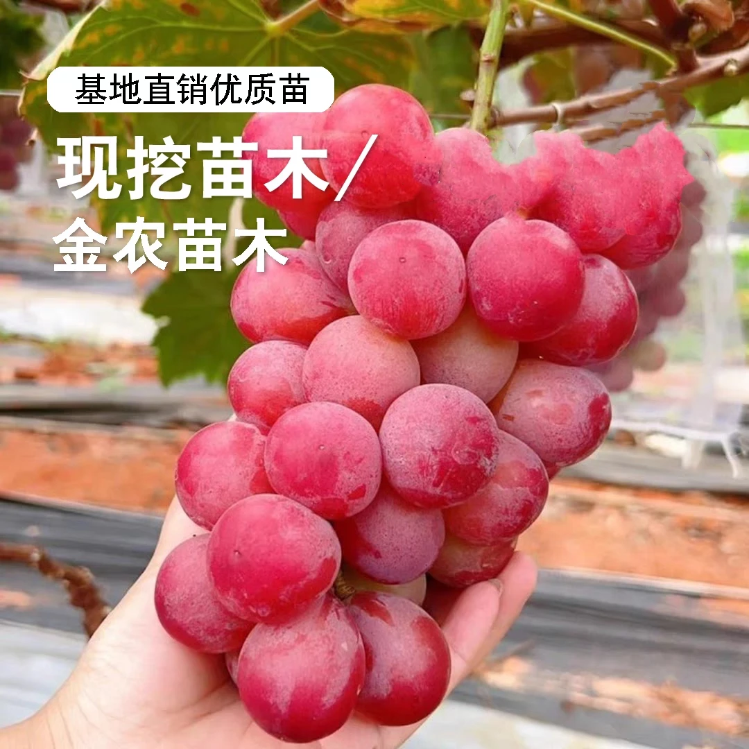 妮娜皇后葡萄苗   نىنا خانىش ئۈزۈمى 新疆包邮 包品种