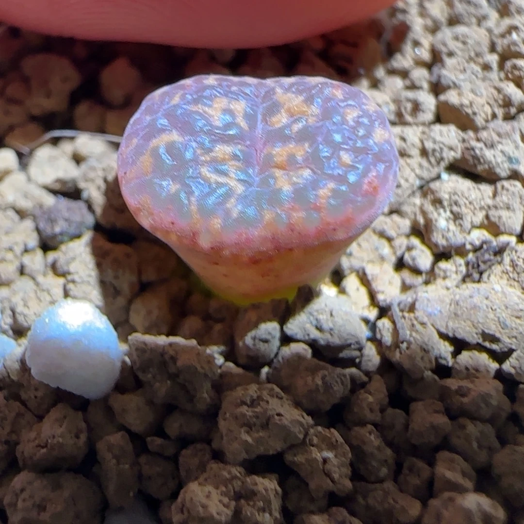 肉锥多肉植物组合-爱心勋章1112