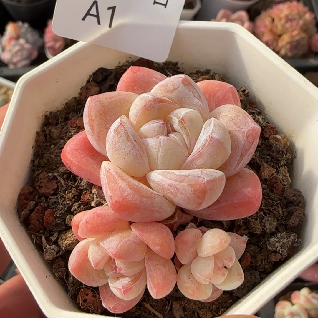 粉冰玉三头一颗脱土