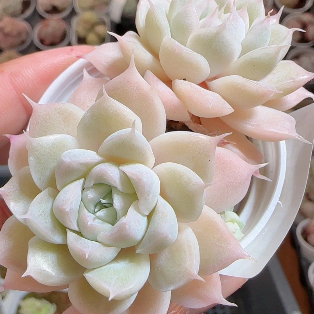 花语多肉0101-131散