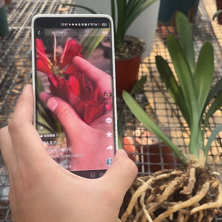 不开花植物东方红8. 9叶发货