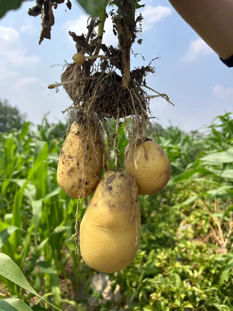 苏北农村地方 马铃薯  土豆 现挖现发 没有陈货