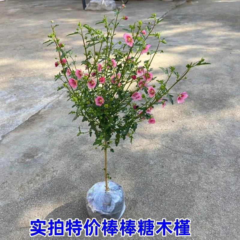 小木槿棒棒糖四季盆栽花苗小苗阳台庭院开 花耐热植物微草莓独杆