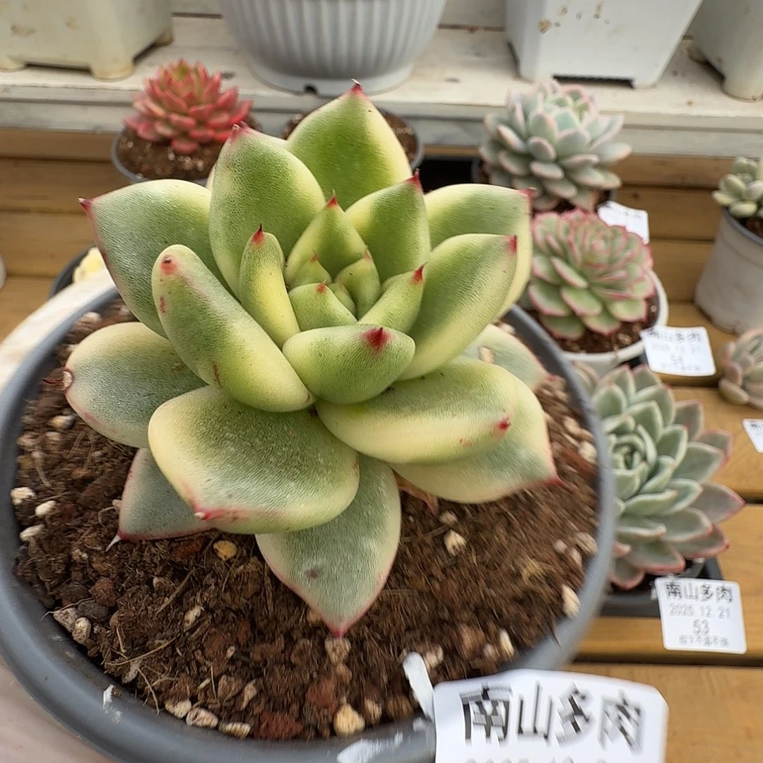 冬云锦111111221-56