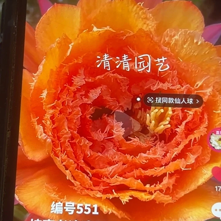清清551侧牙有礼品瑕疵有黑点