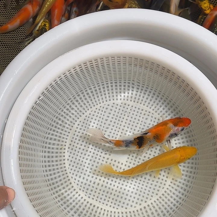 时***转海水锦鲤的故事是