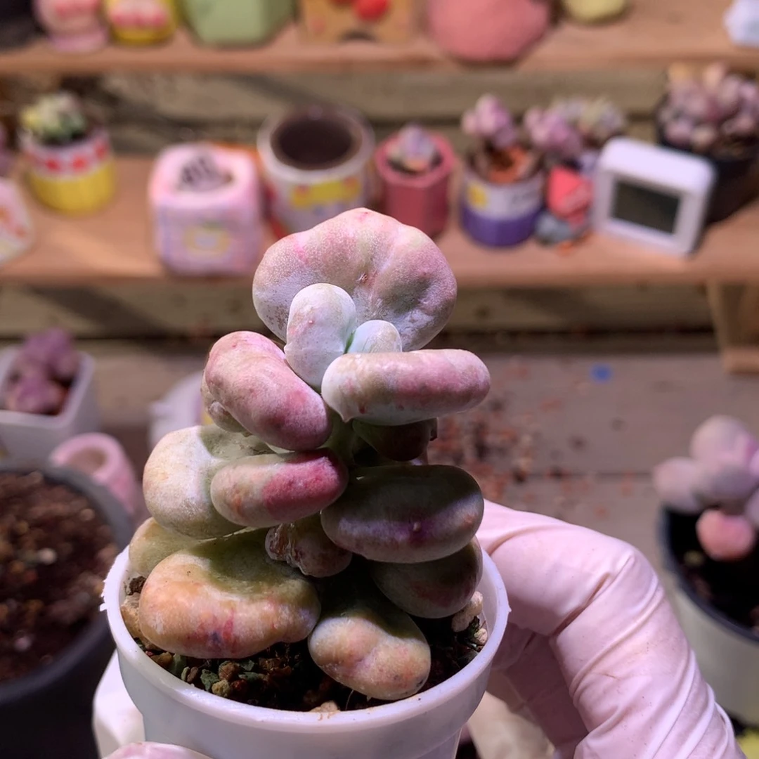 油煎奶酪多肉油煎奶酪