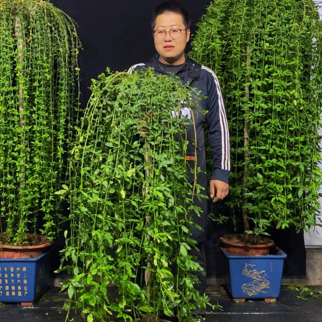 探春花，一物一拍，