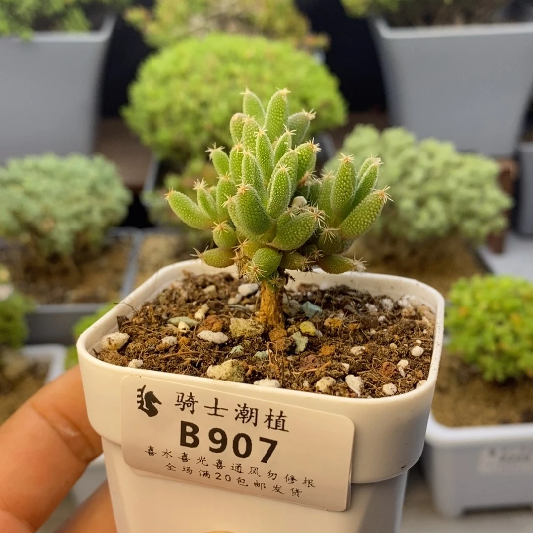 907实生玉米枝干