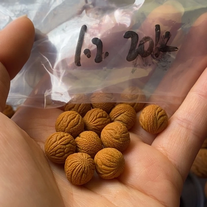 文玩核桃手串秦岭野生龙纹桃核12