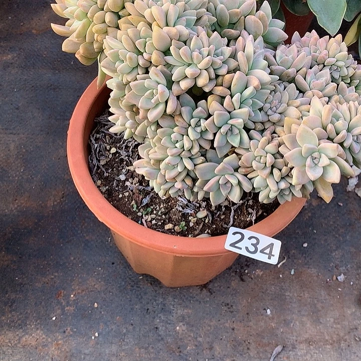 234瑕疵淡雪缀 一物一拍多肉