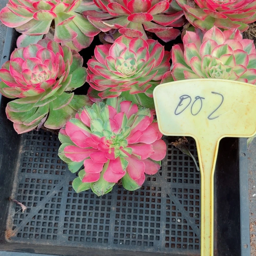 夕***阳31法师锦多肉002发货