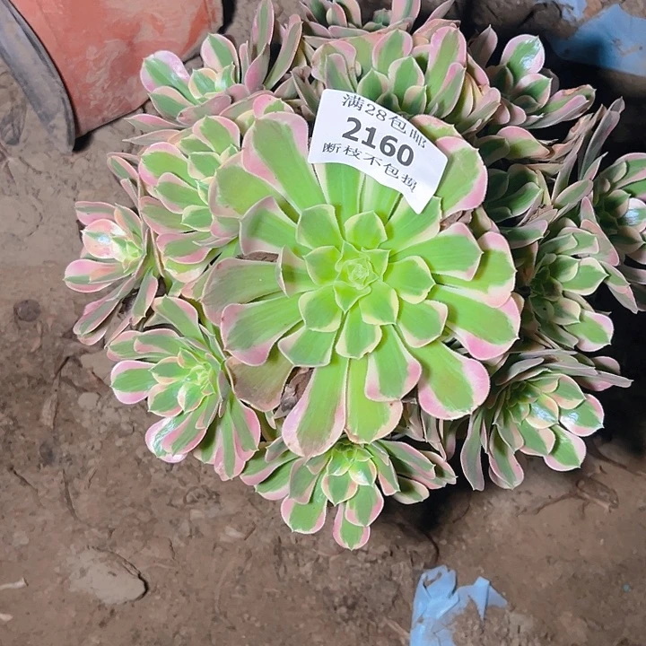 深***兰2160粉女郎多肉植物