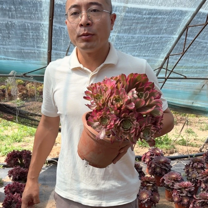 福利烟花好看好养