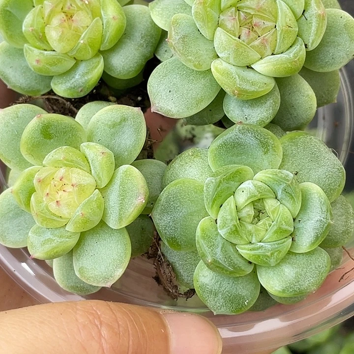 oto多肉切糕优选dy2139