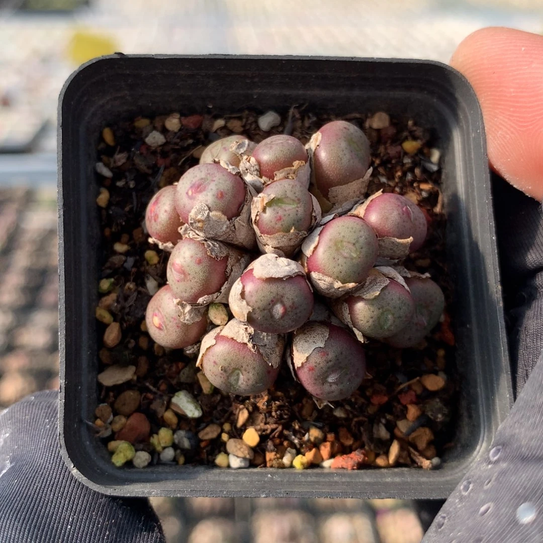 a563皮姆母本一颗