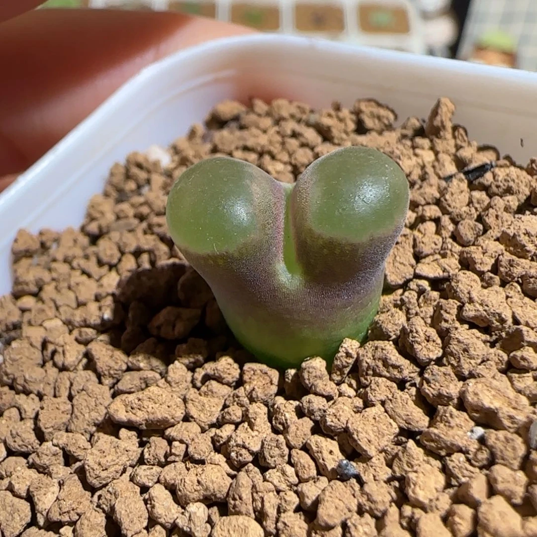 肉锥多肉植物组合-磁铁625