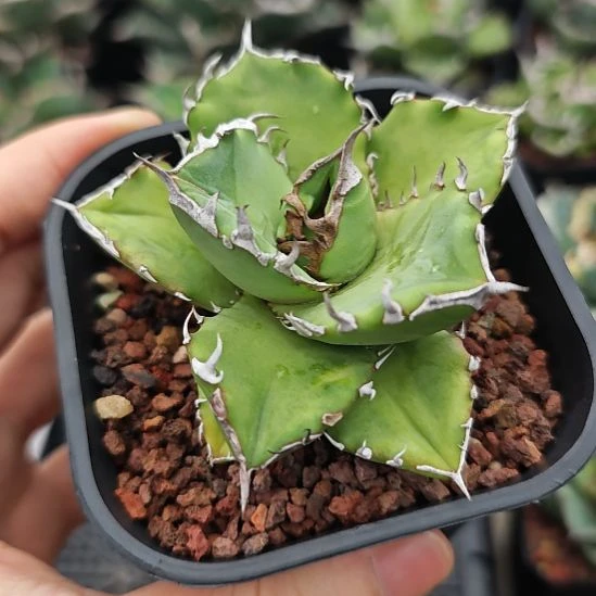 丘比特仁王冠龙舌兰