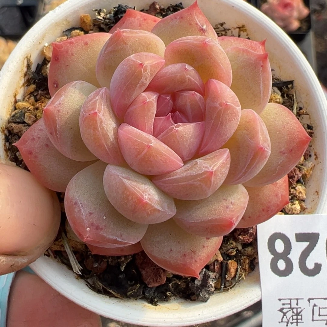 小卡拉米糖心一物一拍3-28