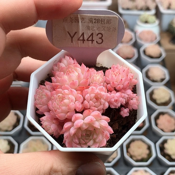 0443小红包6厘米