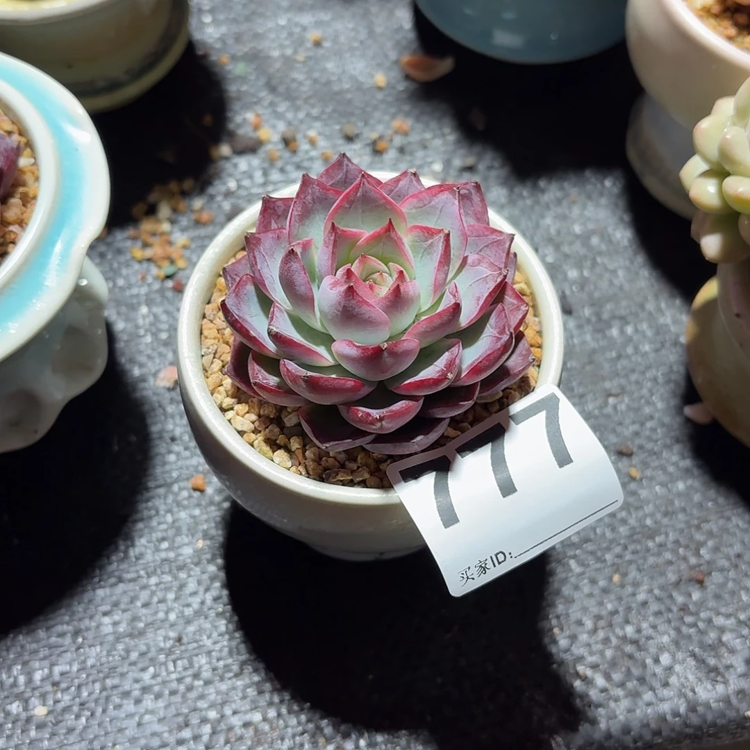 胡***思海荷多肉带盆发货777