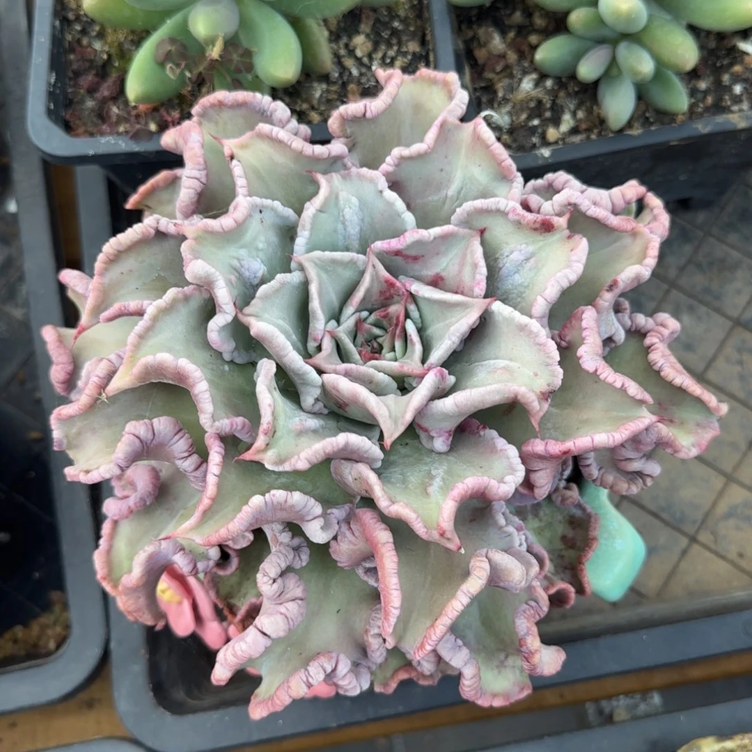 多肉植物 一物一拍
