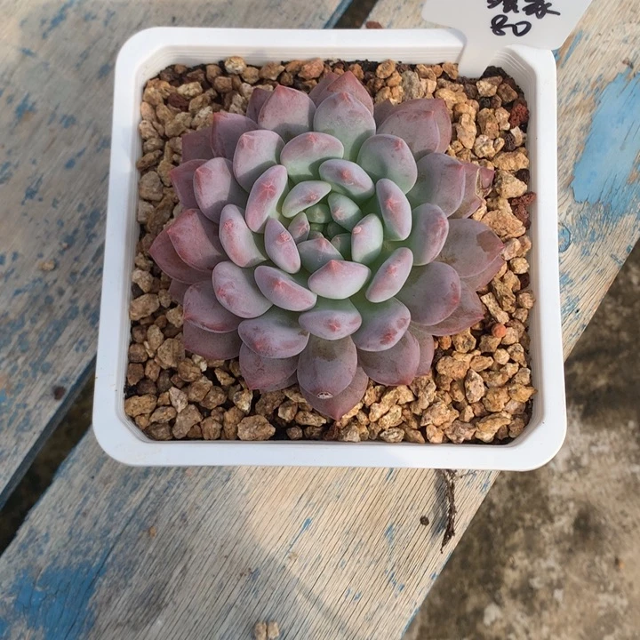半夏单头好看发货