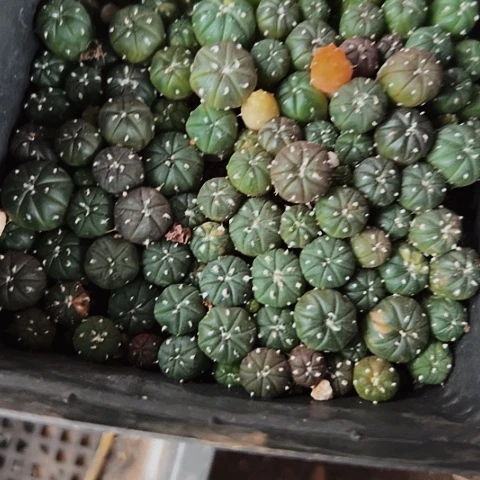 当前无花栽培后可以开花118一大盆兜