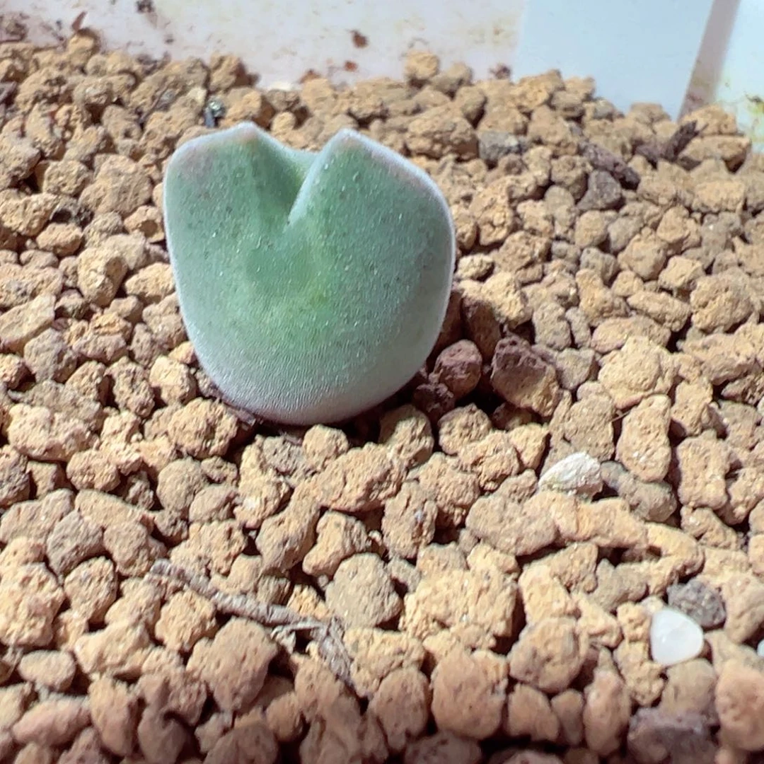 1210-446多肉多肉空蝉大眼