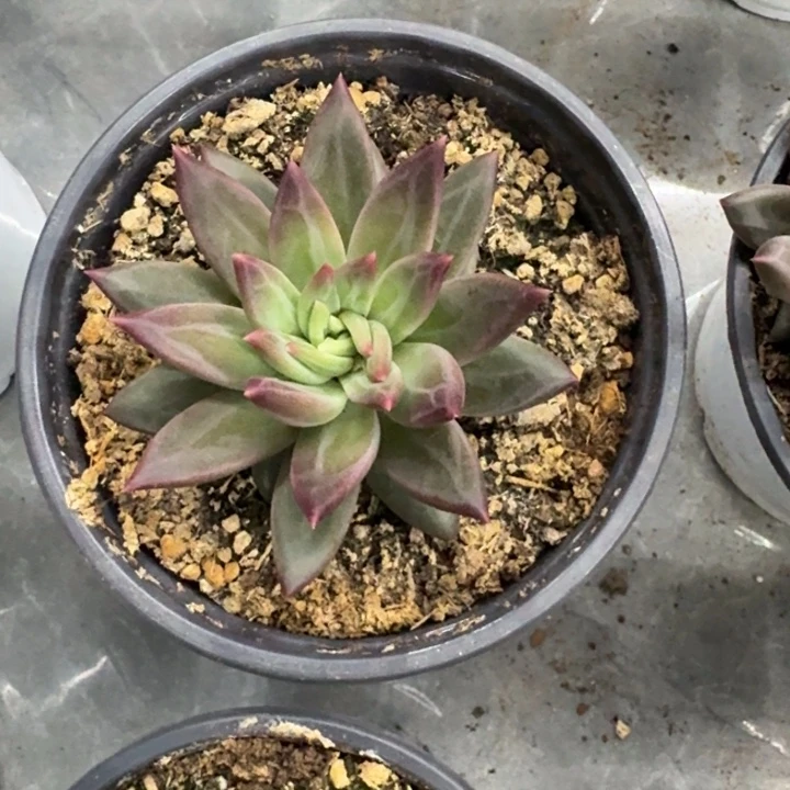 美人杂交 一物一拍