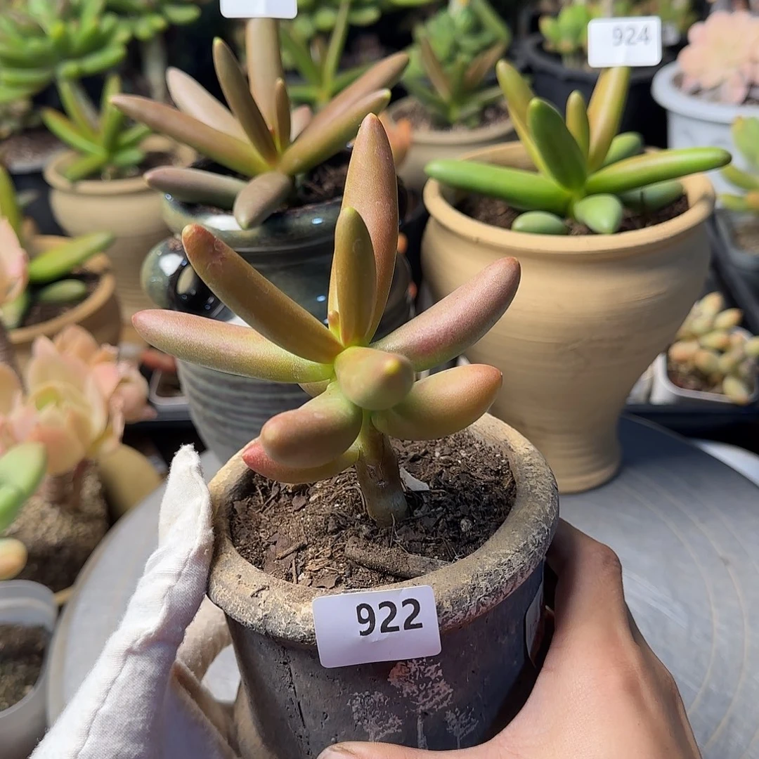 ?****?922号 一物一拍