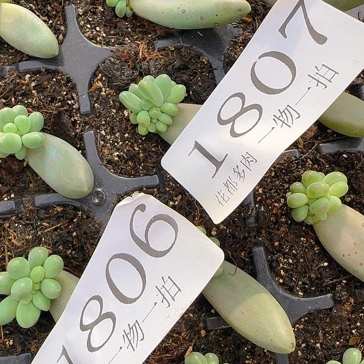 1807戴蒙德多肉植物一物一拍