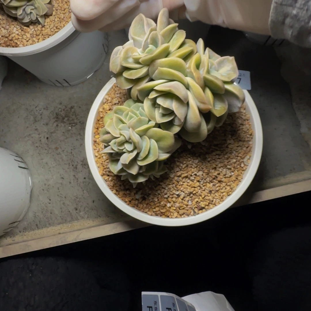 f f f f f f f f 77